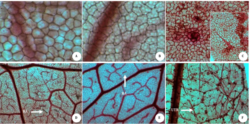 Epidermal features of the Dioscorea species studied