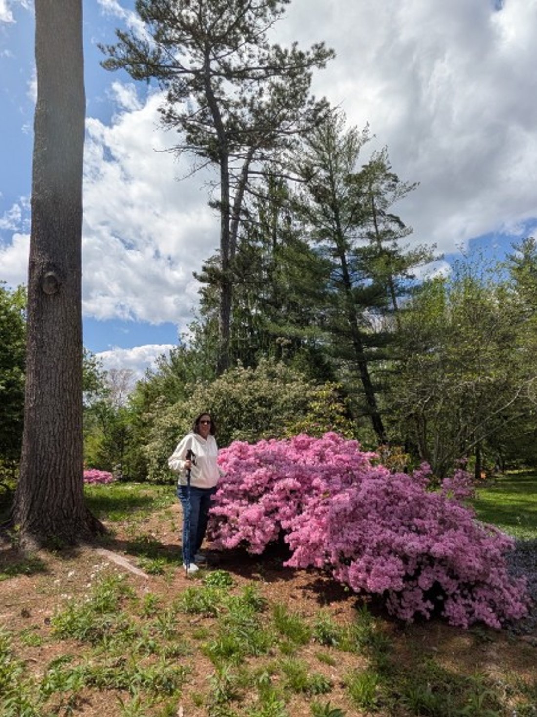 The azaleas finally turned