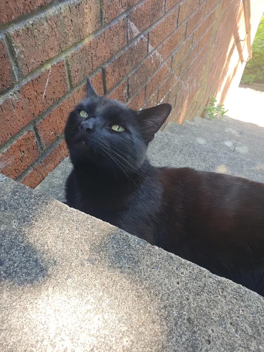 Original photo of Chuck looking up beside a brick wall