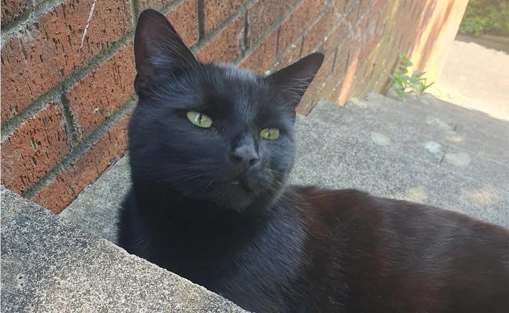 Outdoor source photo of Chuck the black cat looking toward the camera beside a brick wall