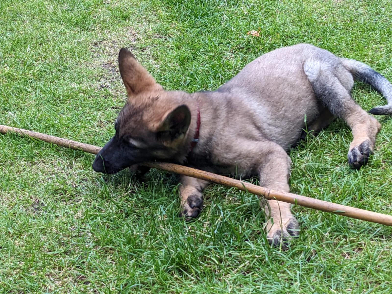 Original photo of Eve lying outdoors with a stick