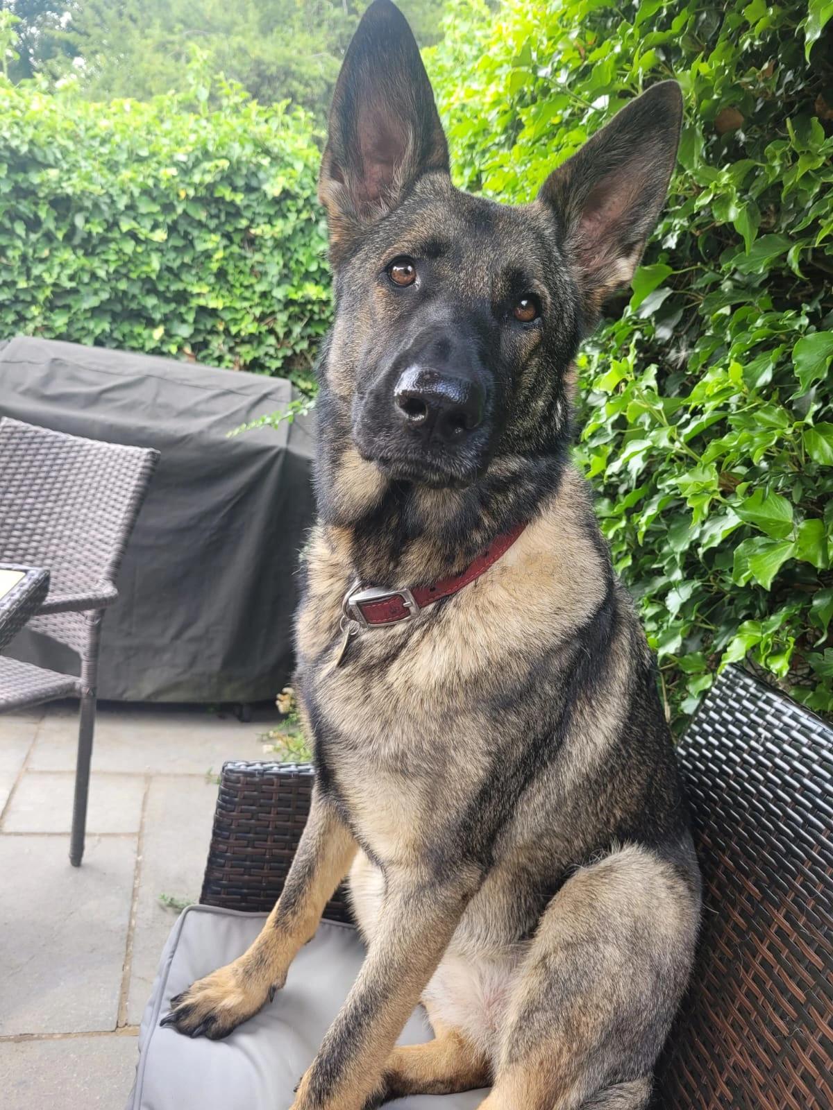 Original photo of Eve, a German Shepherd with upright ears and a tilted head