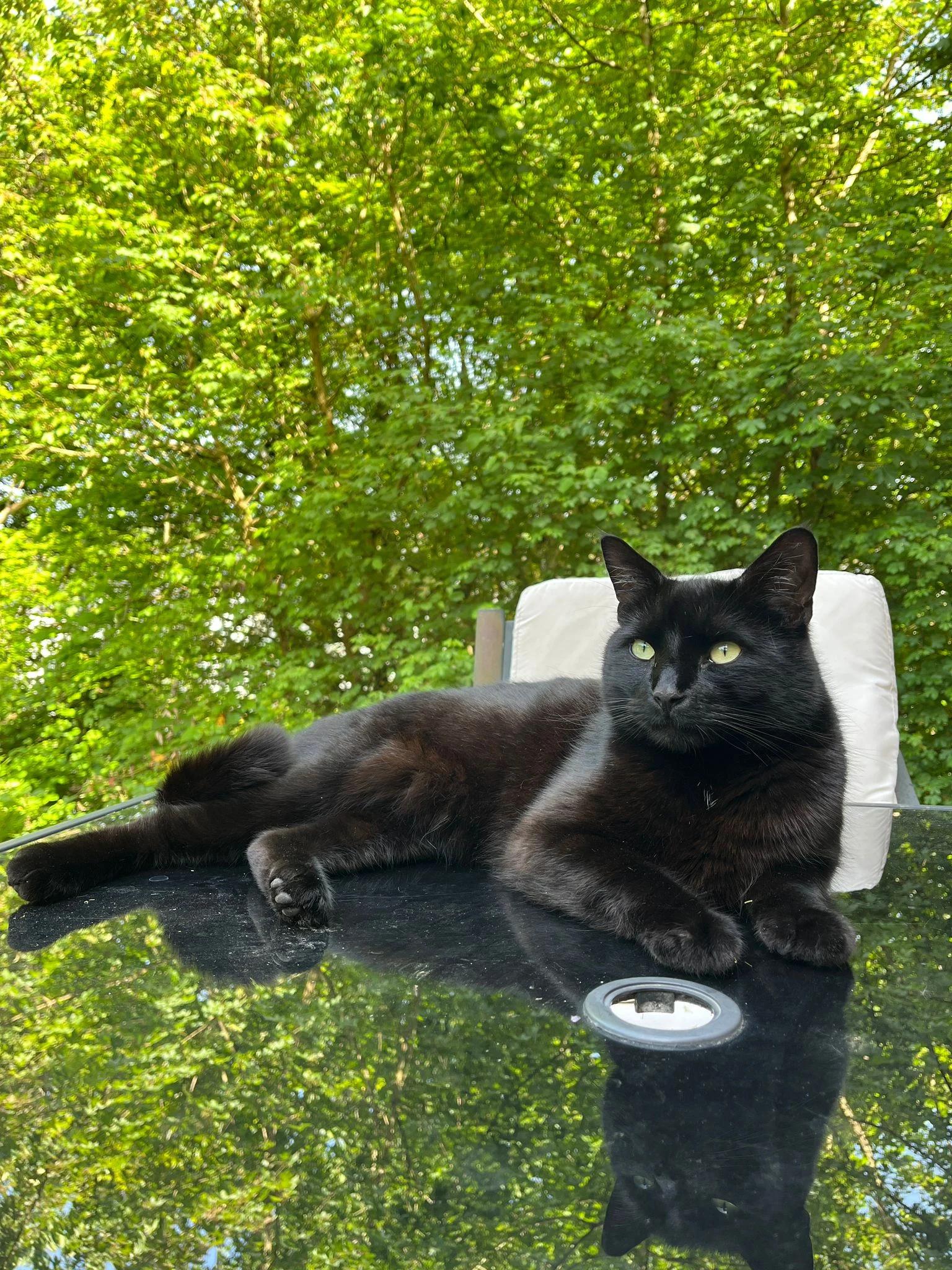 Original outdoor photo of Chuck relaxing on a table