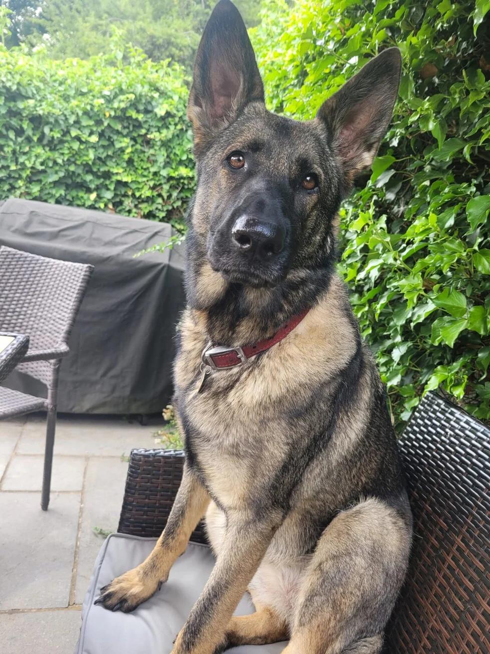 Clear outdoor portrait of Eve the German Shepherd with her eyes, ears and coat markings visible