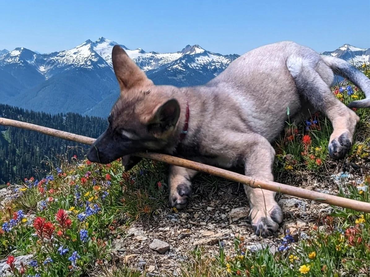 Dog resting among wildflowers before snow-capped mountains