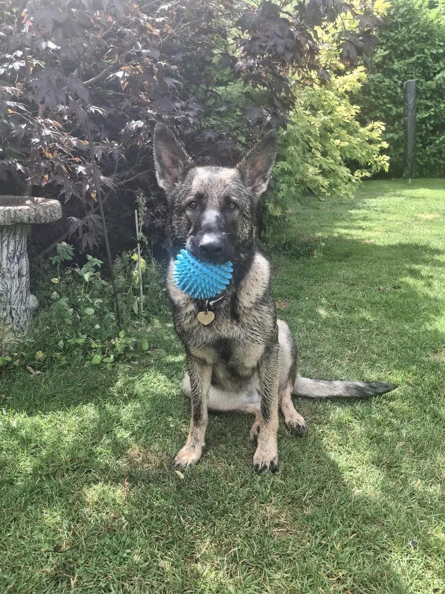 Outdoor photo of Eve holding a blue ball that covers the lower part of her muzzle
