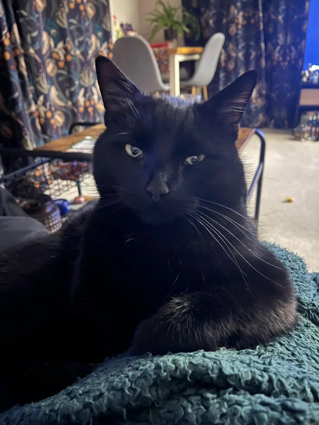 Original photo of Chunki, a black cat with yellow-green eyes