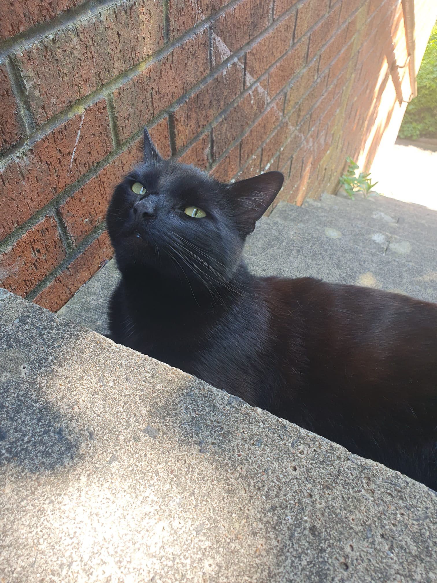 Original photo of a black cat named Chuck looking upwards from behind a low wall