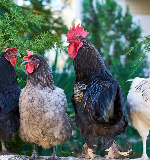 Image of four chickens standing in a row and looking toward the camera