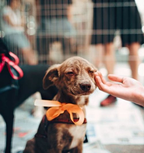 Image of a hand petting a small brown puppy in an enclosure, while a black puppy is seen in the background