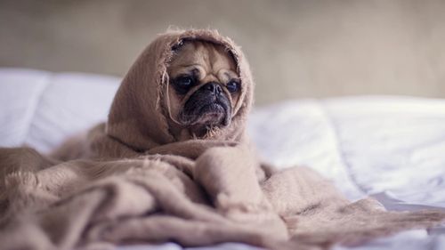 Image of a pug sitting on a bed, wrapped in a brown blanket