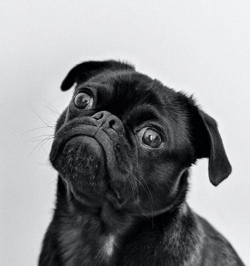 Image of a black pug, looking up and to the left