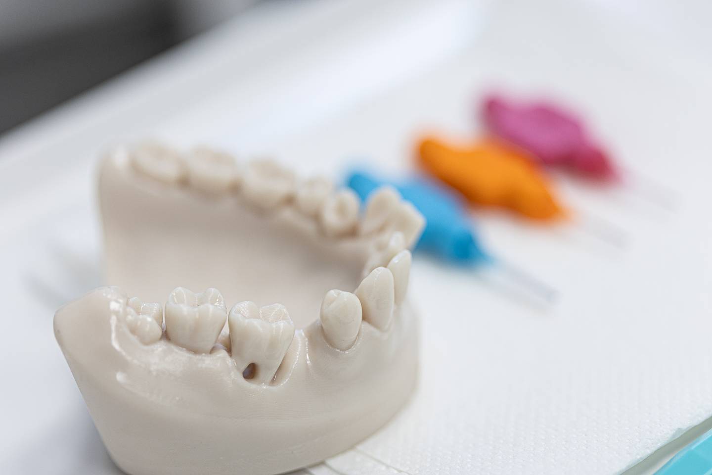 Model of teeth