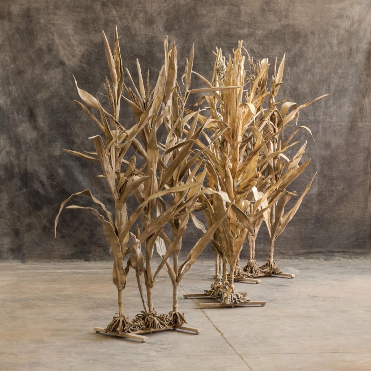 MAIZ (Corn)