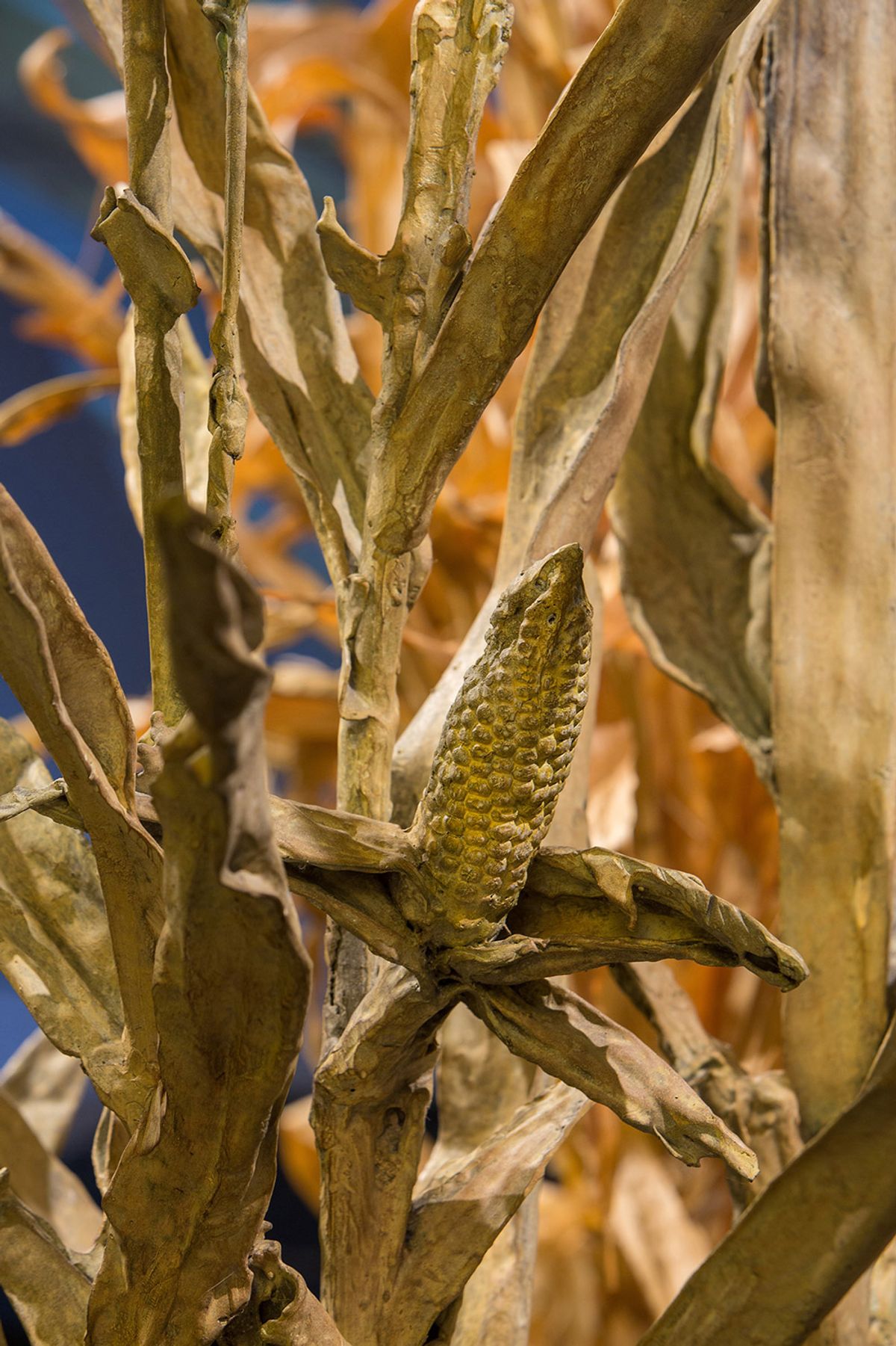 MAIZ (Corn)