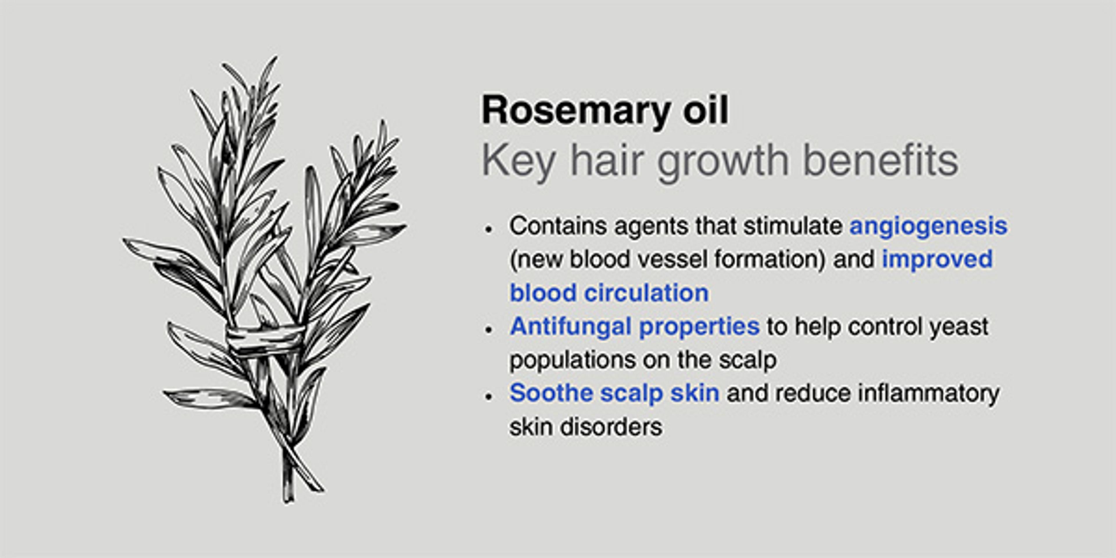 Benefits of rosemary oil for hair growth include angiogenesis, anti-fungal action and scalp soothing.
