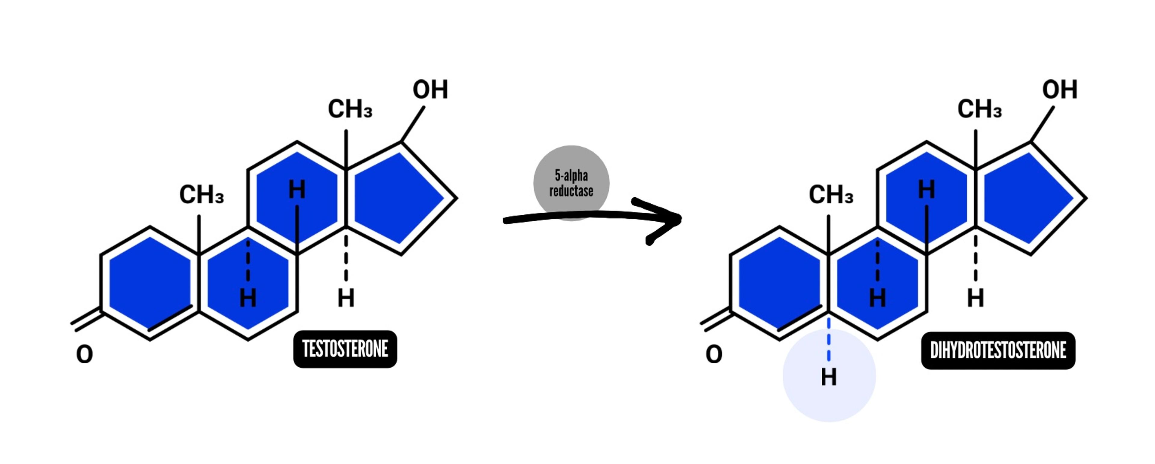 How is DHT made | Testosterone to DHT conversion