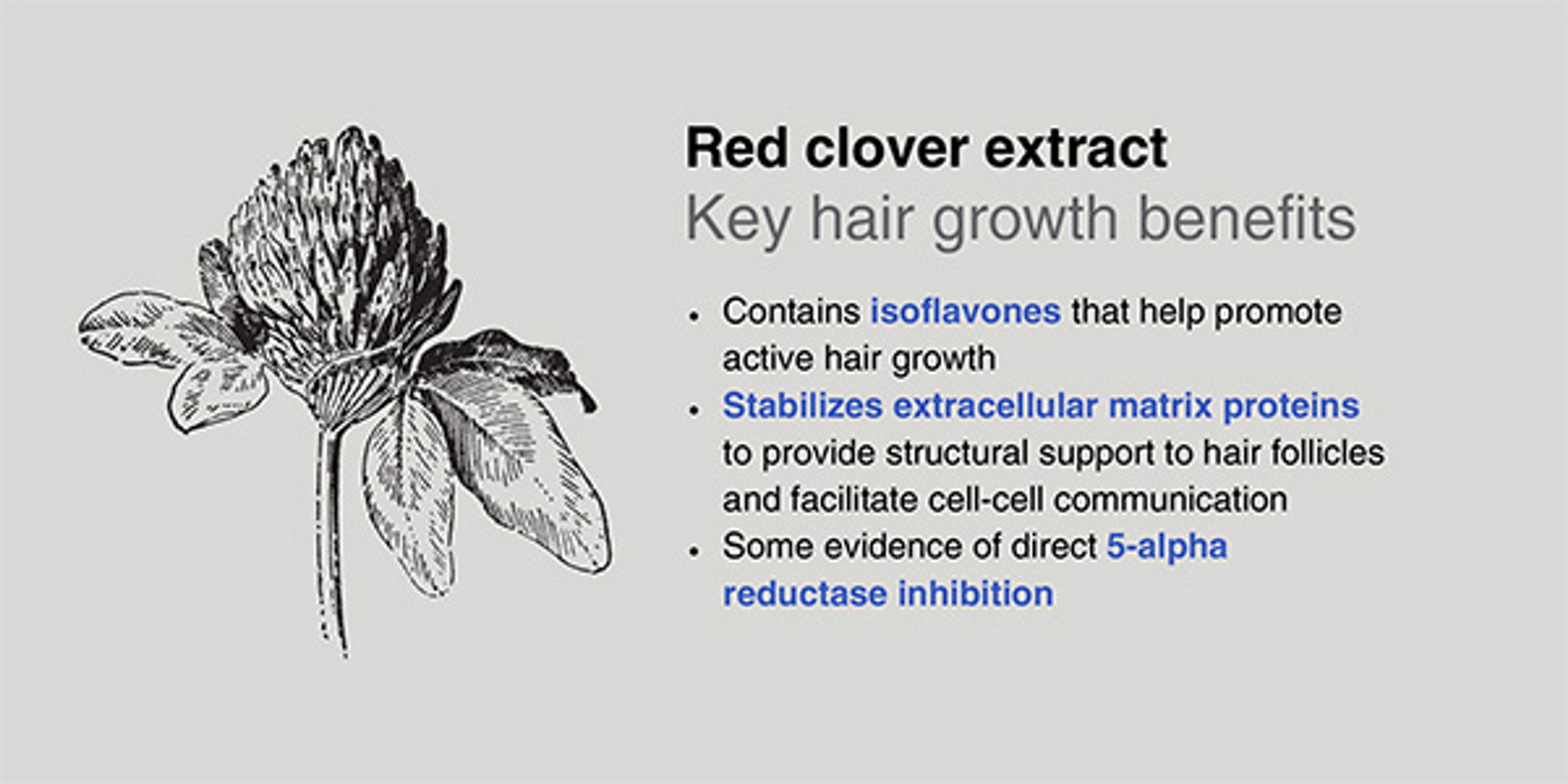 Benefits of red clover extract include high isoflavone level, stabilizing matrix proteins and DHT blocking.