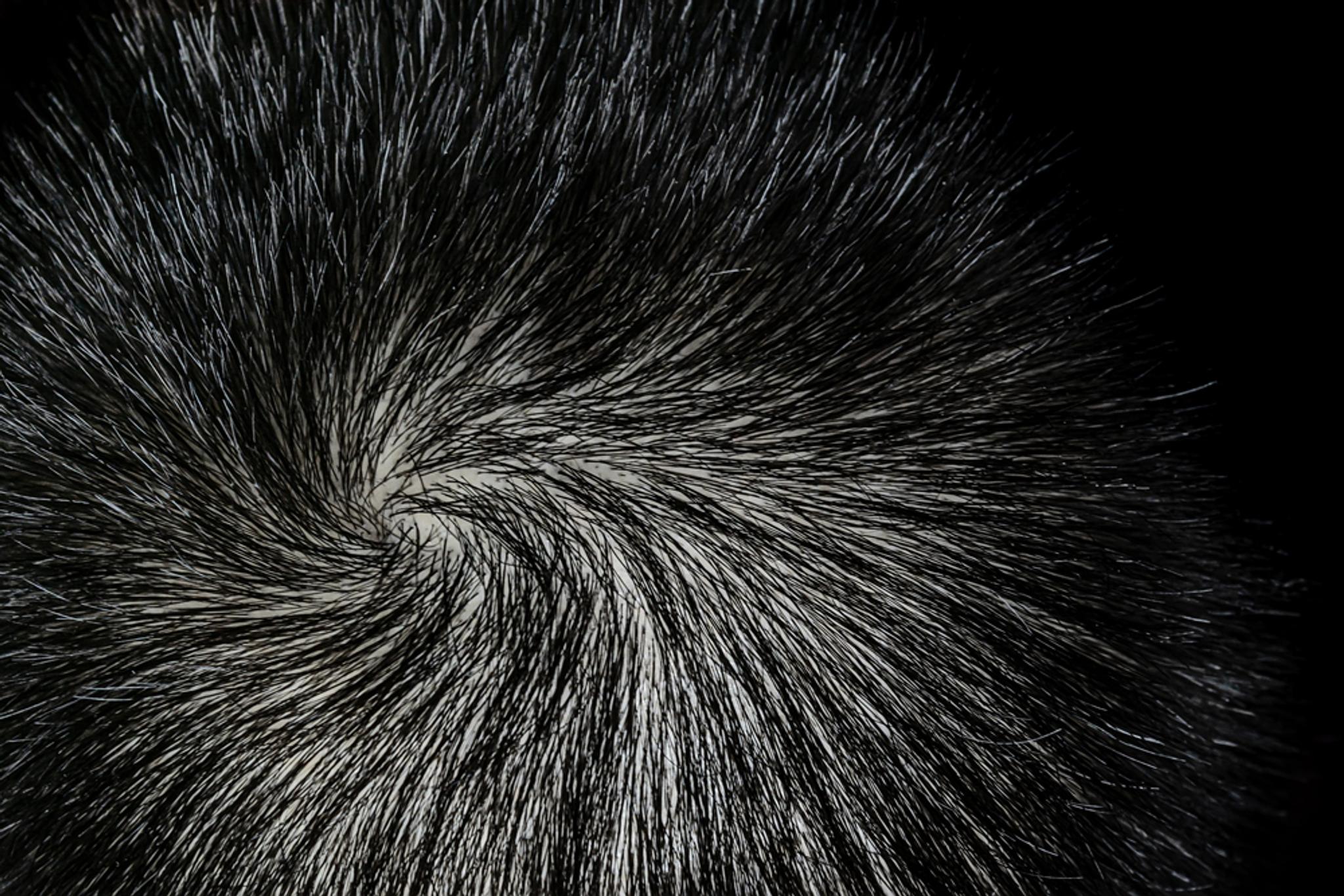CLose-up of man's head; short black hair swirling from the inside out.