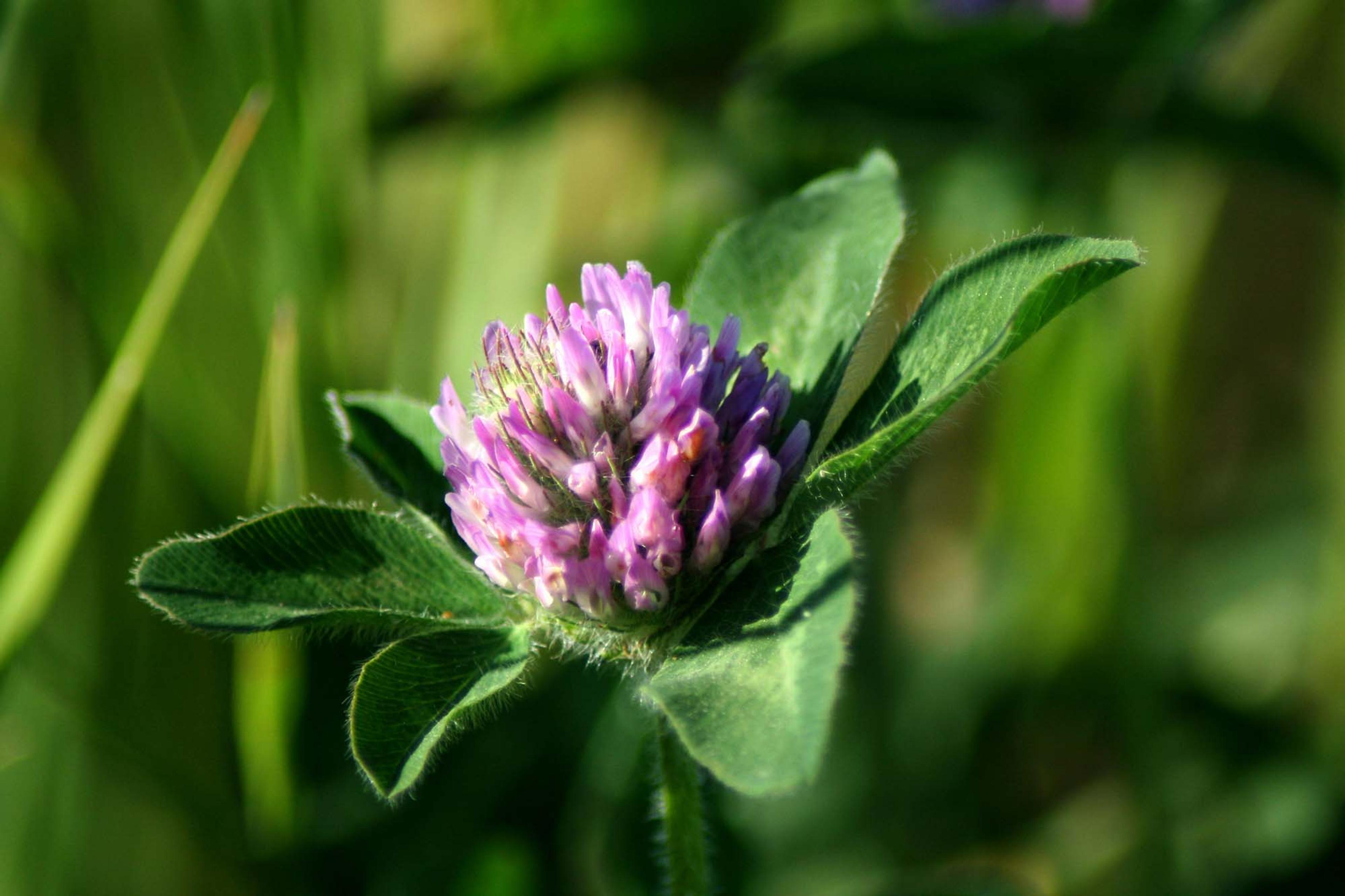 Red clover flower which contains extracts that may help regrow hair.