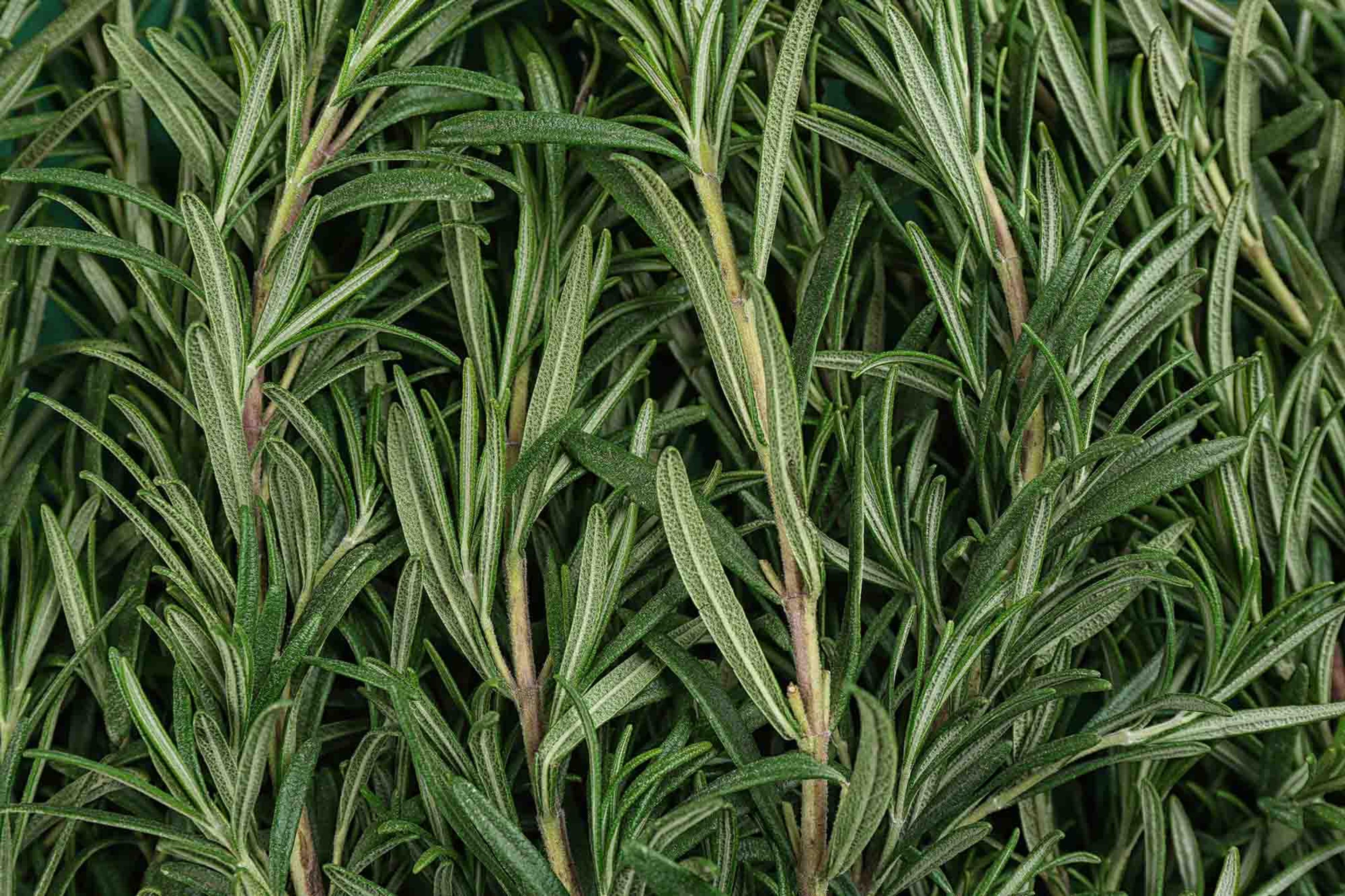 Rosemary plant containing rosemary oil which may help with hair growth and hair loss prevention.