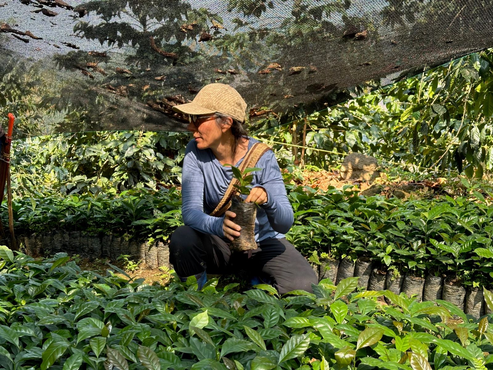 Mujer cultivadora de café Mil400 cuidando el semillero de nuevos cultivos