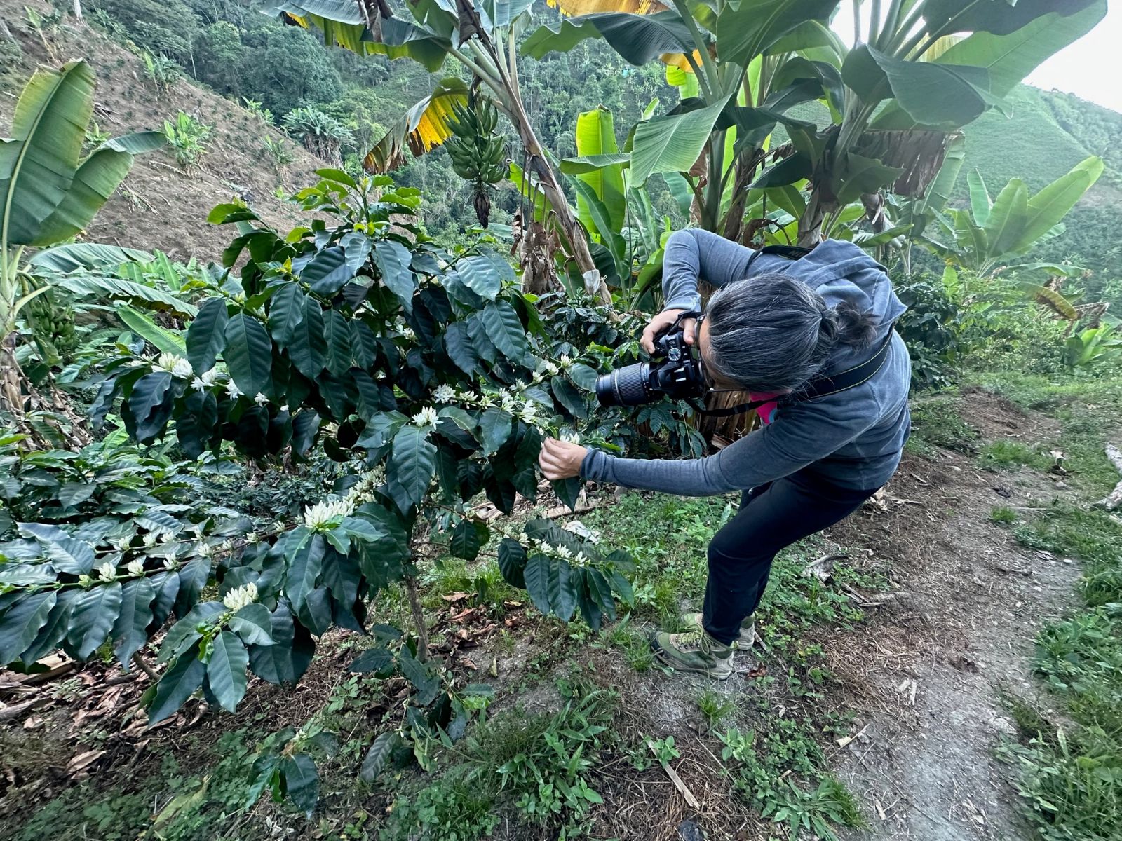 Mujer cultivadora de café Mil400 tomando foto de la floración
