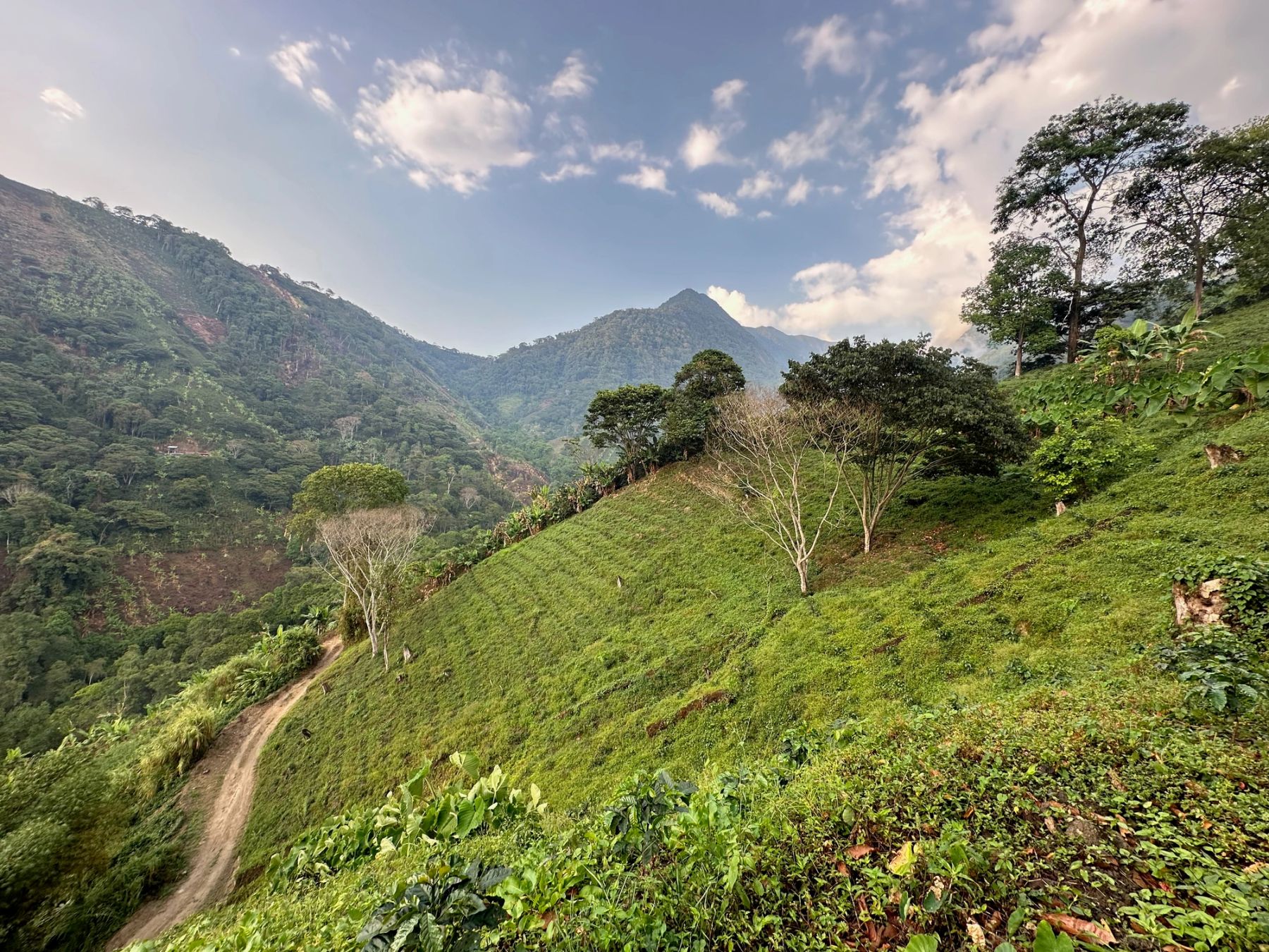 Vista panorámica de los cafetales de la finca Mil400 en la Sierra Nevada de Santa Marta.