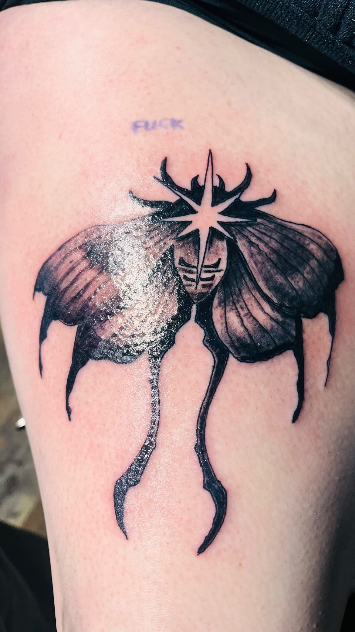 Moth