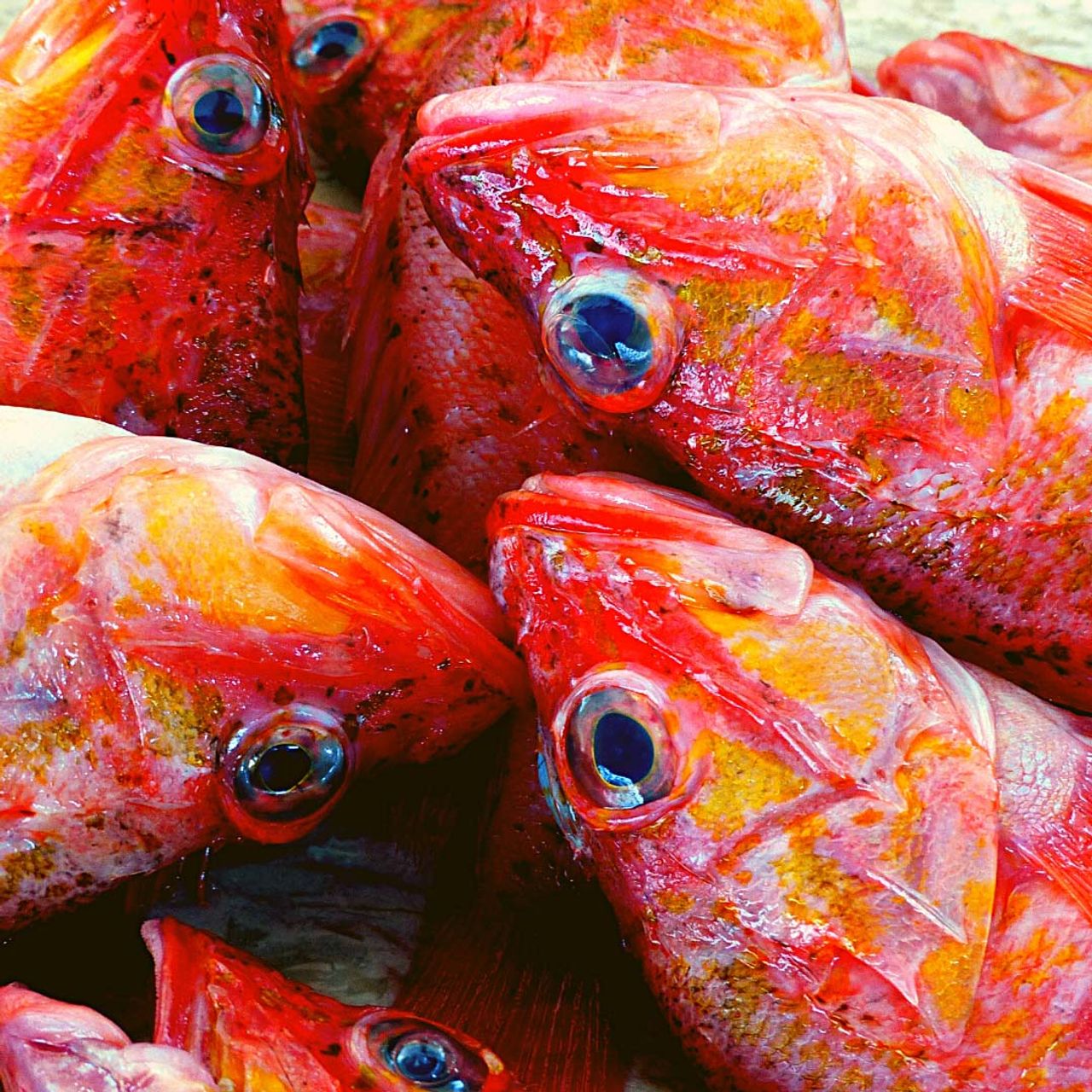 No more fish in the sea