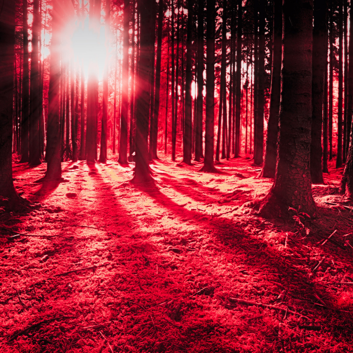AI helps save forests