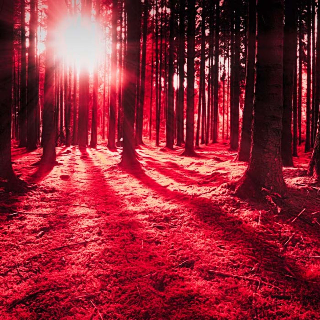 AI helps save forests