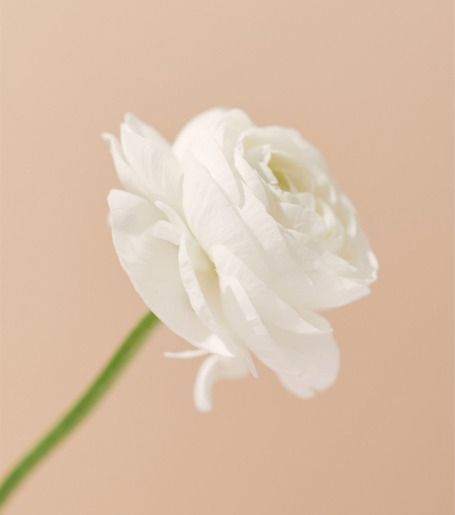 A single white ranunculus blossom silhouetted on a light peach-colored background