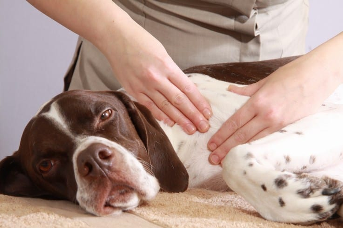 5 dream jobs for pet lovers
