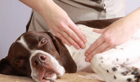 5 dream jobs for pet lovers