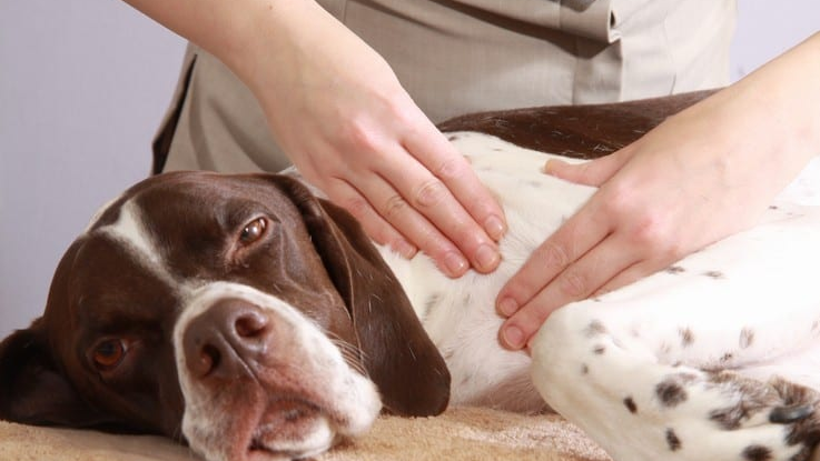 5 dream jobs for pet lovers