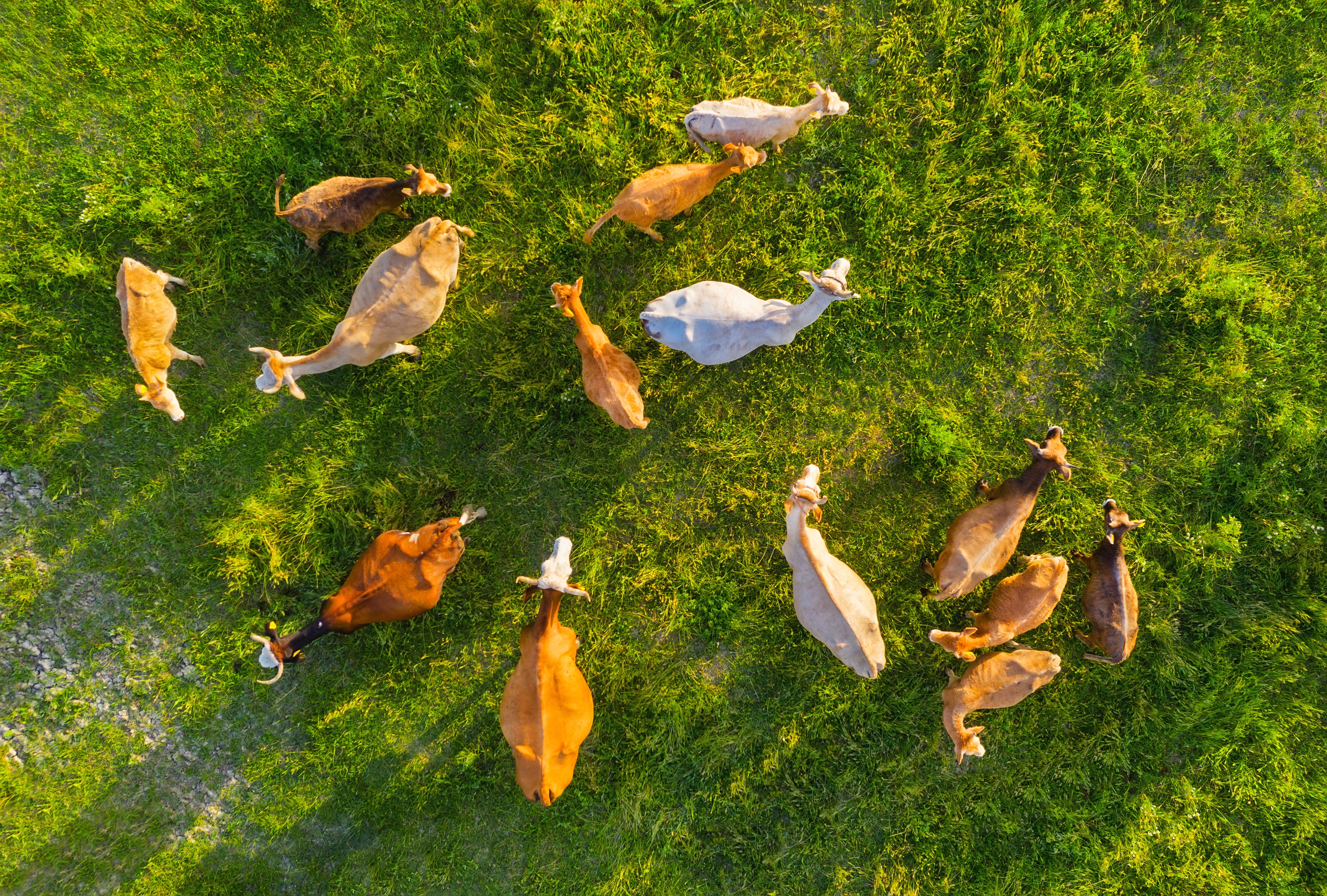 Close-up of a black-and-white cow in a pasture at sunset, with other cows and calves grazing in the background under a warm, glowing sky.