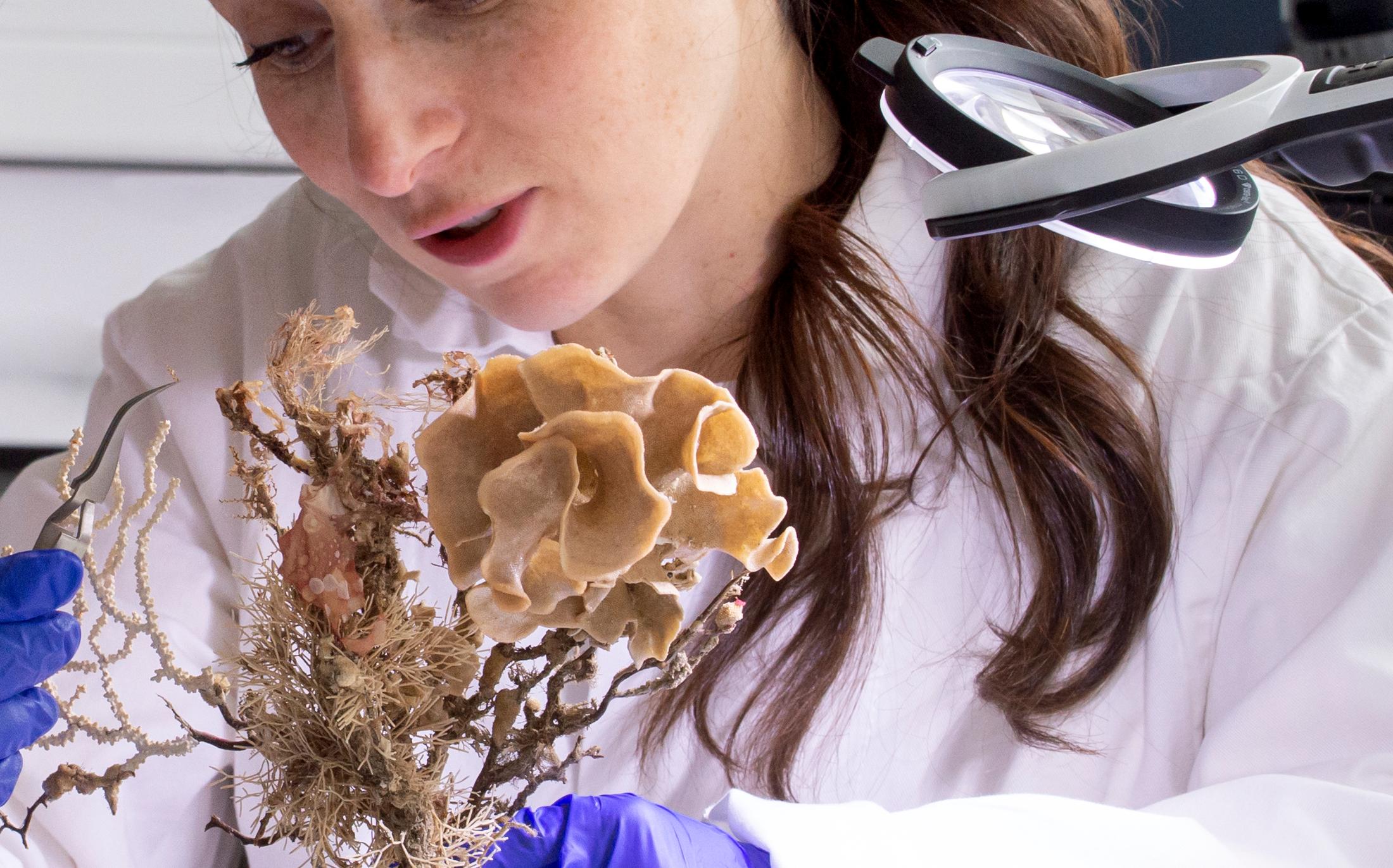 Caroline Thaler in a white lab coat and purple gloves examining dried botanical specimens under a magnifying lamp in a laboratory setting.