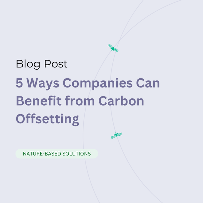 5 Ways Companies Can Benefit from Carbon Offsetting 