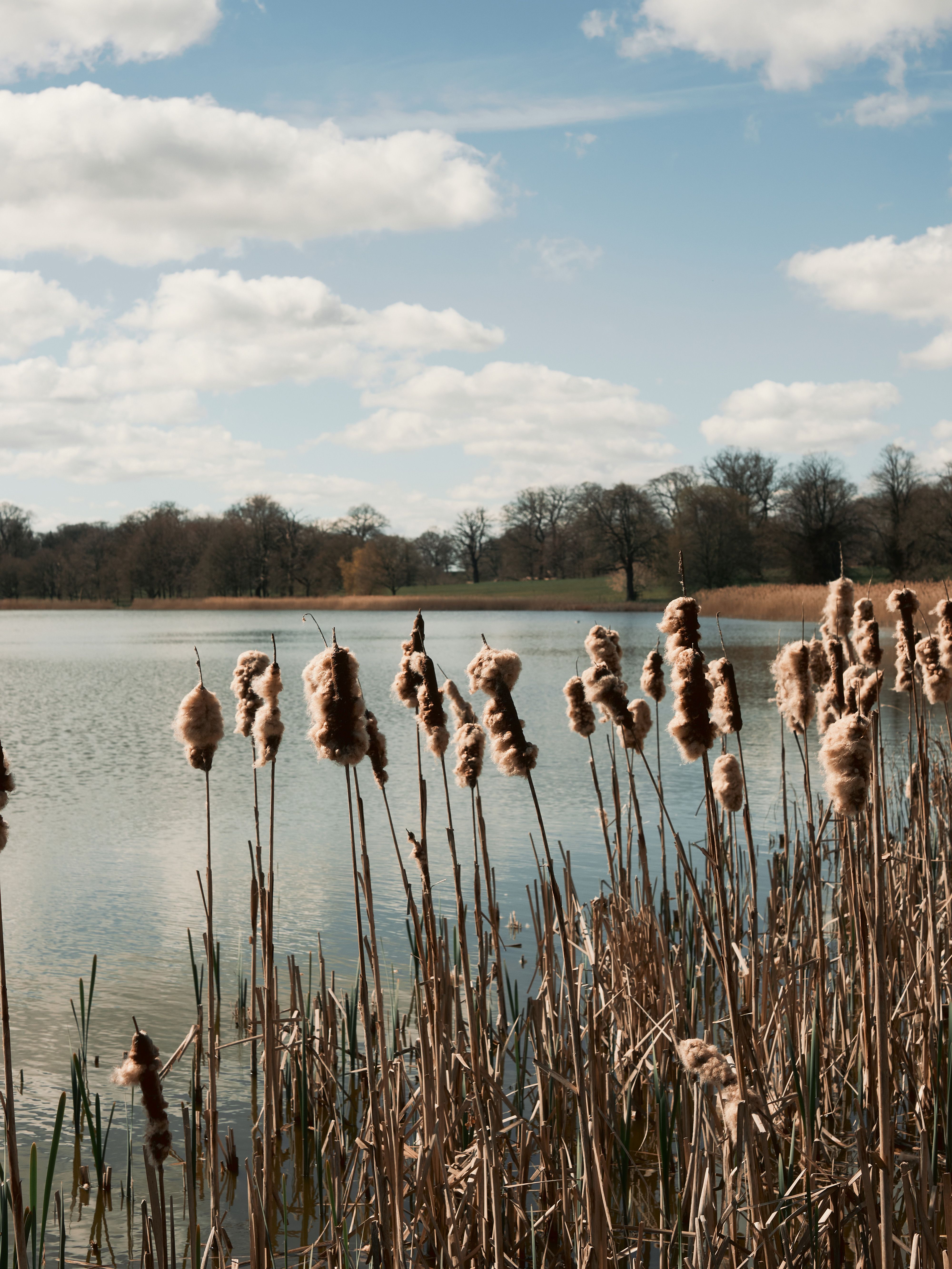 Reeds on a lake