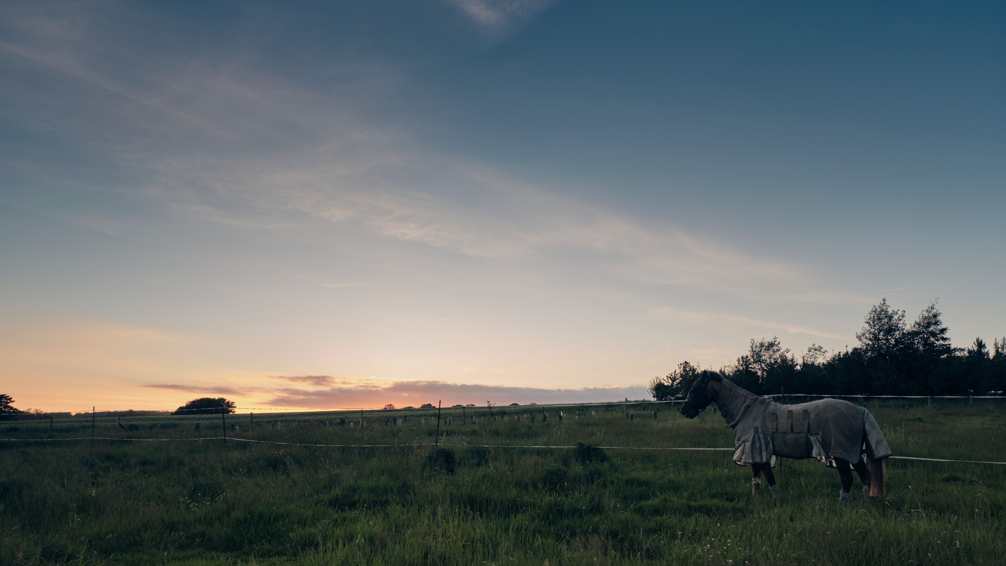 A horse in a field with the sun setting behind it