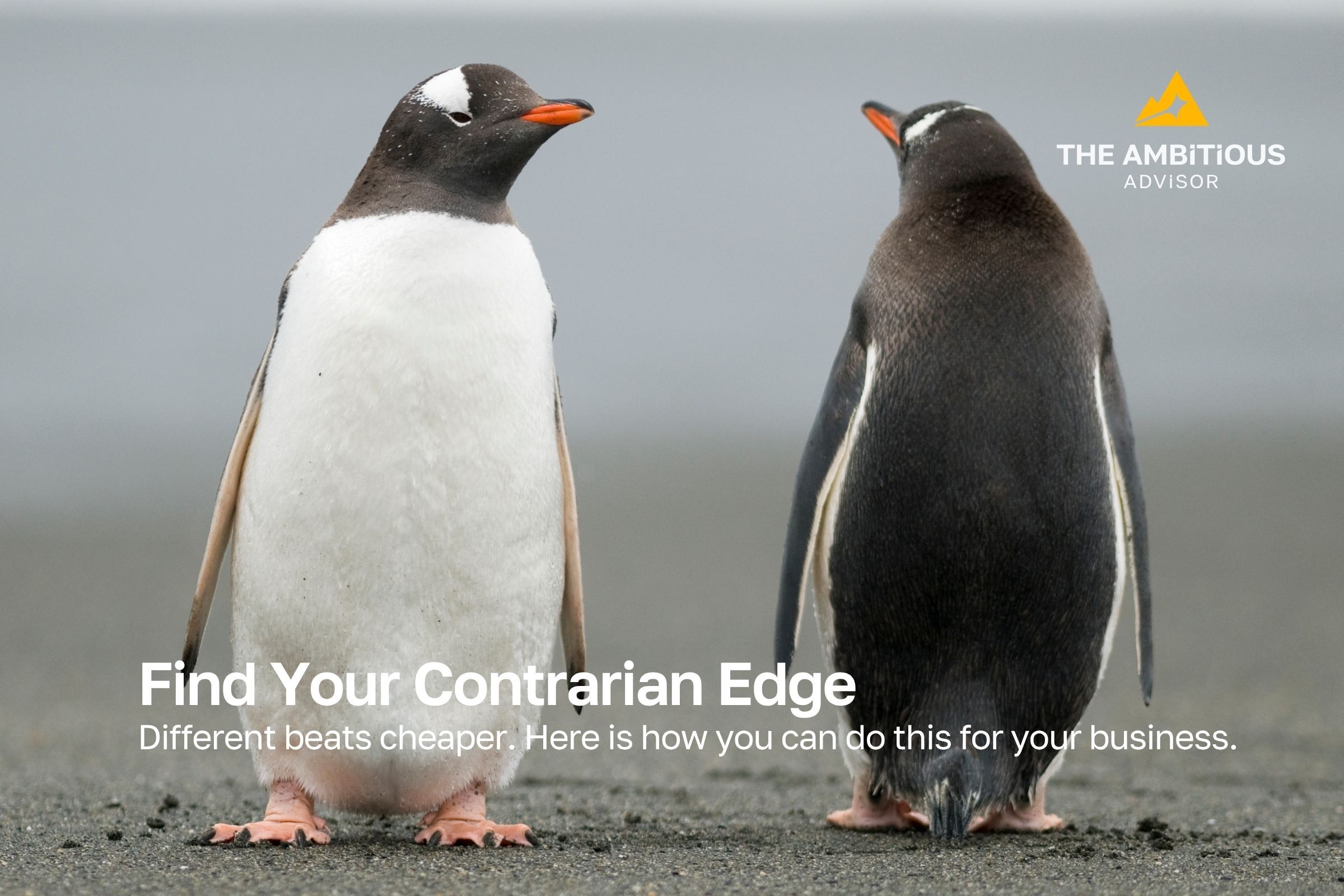 Two penguins on a beach, one turned against the direction of the other, illustrating a contrarian position.