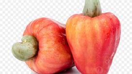 Quả Điều - Tinh Hoa Từ Thiên Nhiên