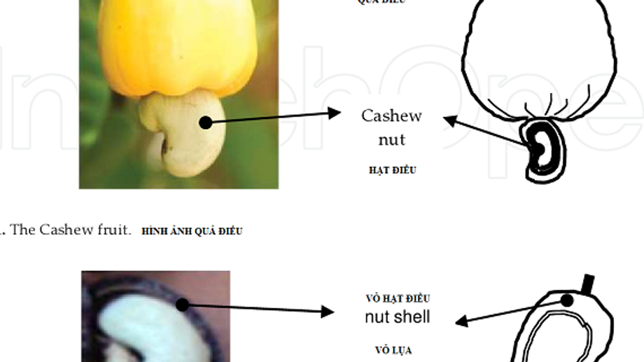 The Dual Identity of Cashew - Fruit and Nut Explained