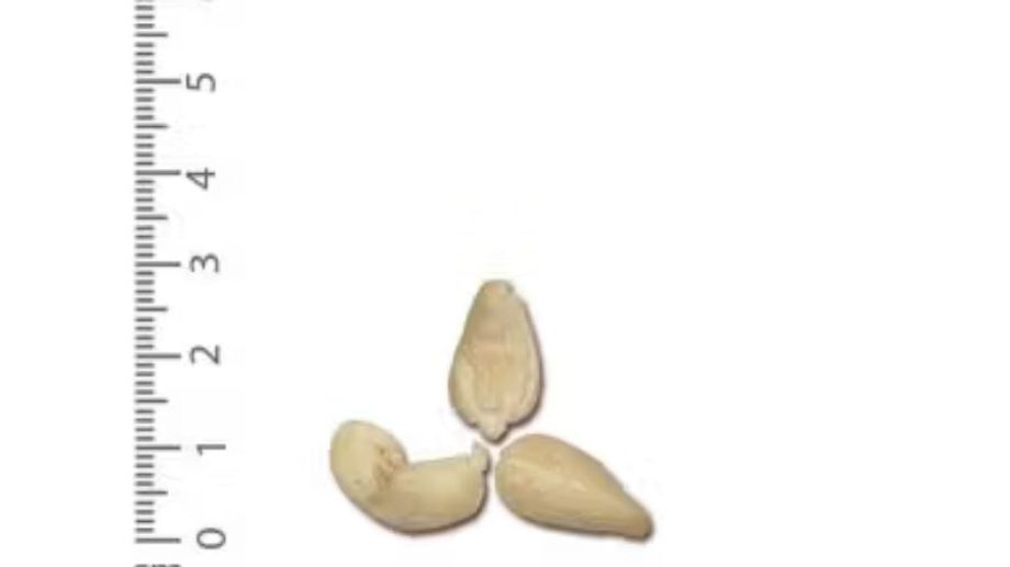 What Is Cashew Nut W620? Comparison with Other Cashew Nuts