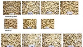 Exploring Different Types of Cashew Nuts