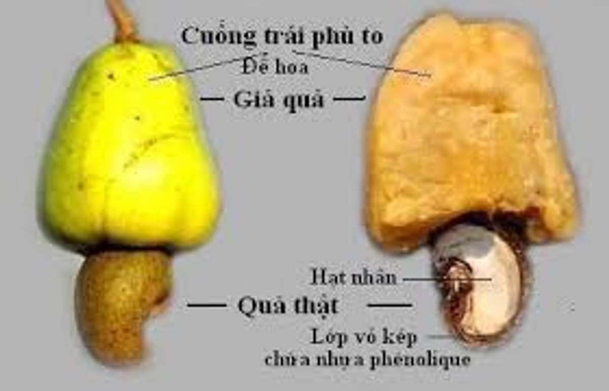 quả điều