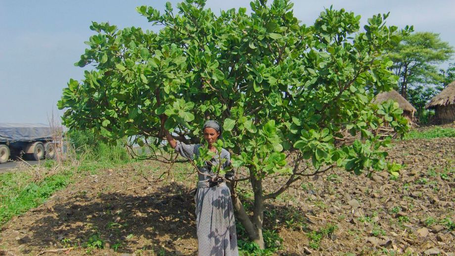Discovering the Cashew Tree - Appearance and Characteristics
