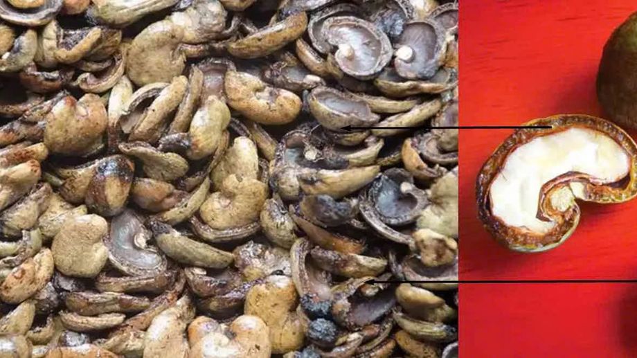 How Cashews Get to Your Plate - Understanding the Cashew Shell