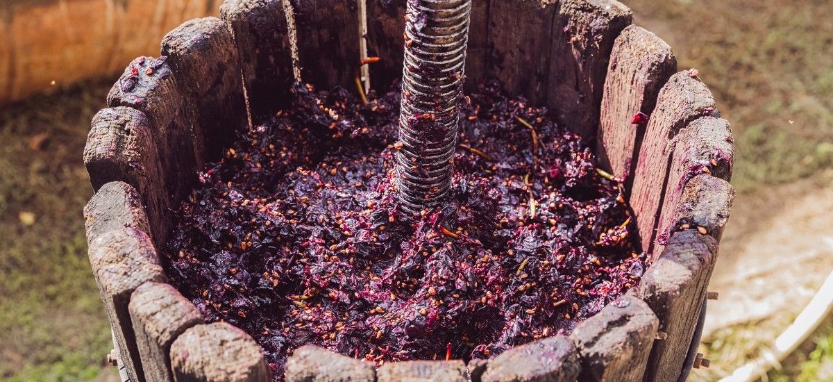 must from grape production used to make grappa